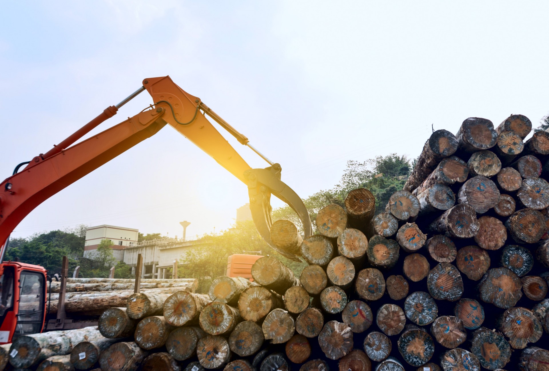 TẦM QUAN TRỌNG CỦA SỰ BỀN VỮNG TRONG SẢN XUẤT VÀ KHAI THÁC GỖ