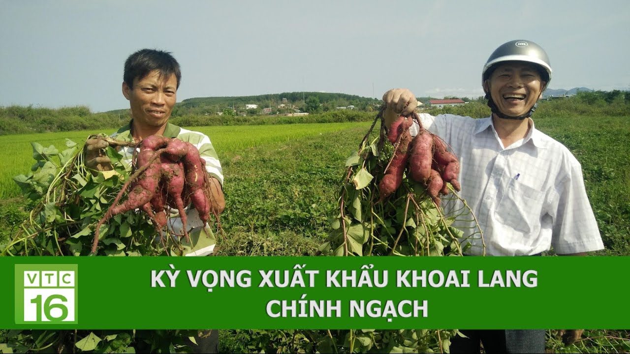 Cơ hội xuất khẩu khoai lang chính ngạch sang Trung Quốc