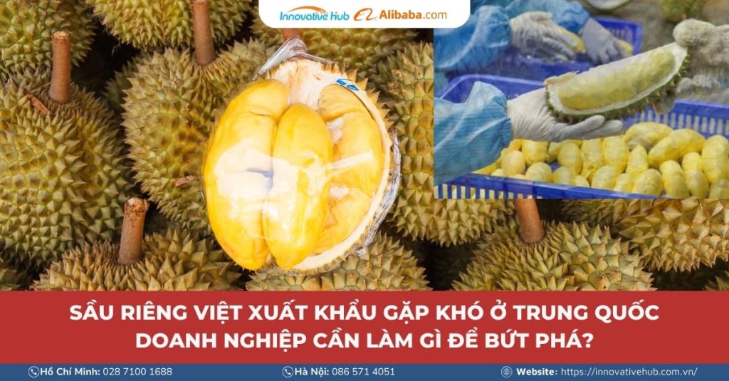 Sầu riêng Việt xuất khẩu gặp khó ở Trung Quốc, doanh nghiệp cần làm gì để bứt phá?