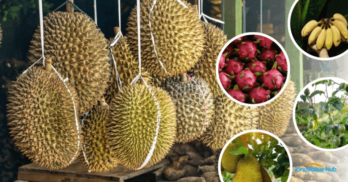 Sầu riêng là ngôi sao sáng trong xuất khẩu rau quả